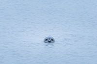 Peekaboo.