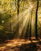 Lumière dans la forêt