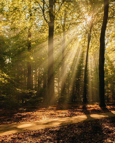 Light in the forest by Studio Liefkoos
