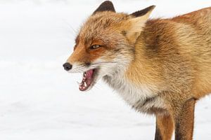 Red fox von Marcel Derweduwen