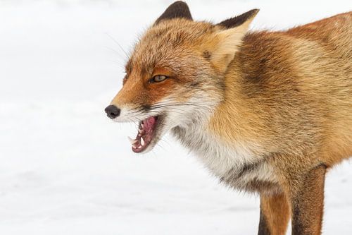 Red fox