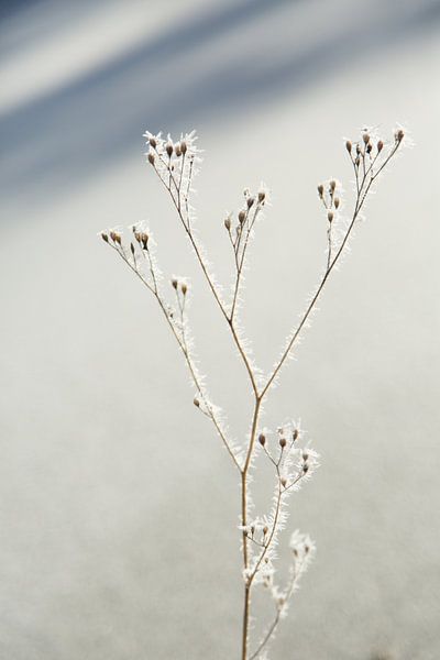 Winter van Chantal Cornet