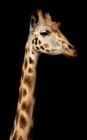 Girafe sur fond noir