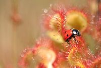 Lieveheersbeestje loopt over de zonnedauw