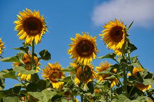 Tournesol