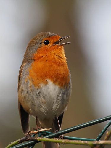 Le rouge-gorge chante à tue-tête !