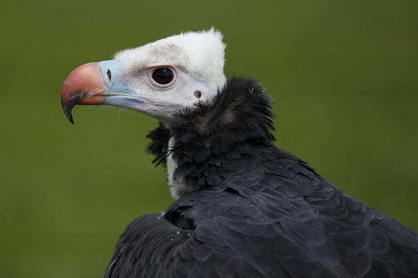 White-headed Vulture (Trigonoceps occipitalis) by Ronald Pol