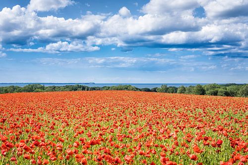 Poppy field island Rügen