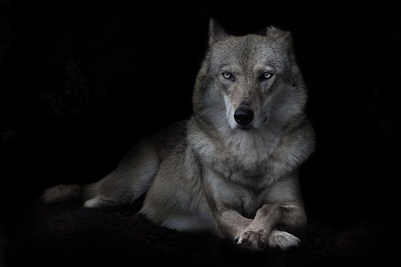 Directe aandachtige blik van een strenge zelfverzekerde she-wolf, torso recht volledig gezicht ligge van Michael Semenov