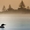 Plongeon Huard von Renald Bourque