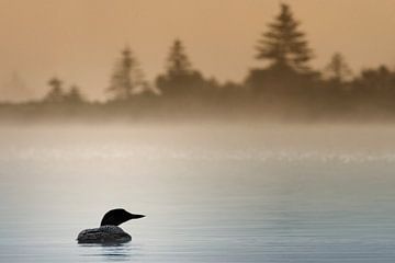 Plongeon Huard