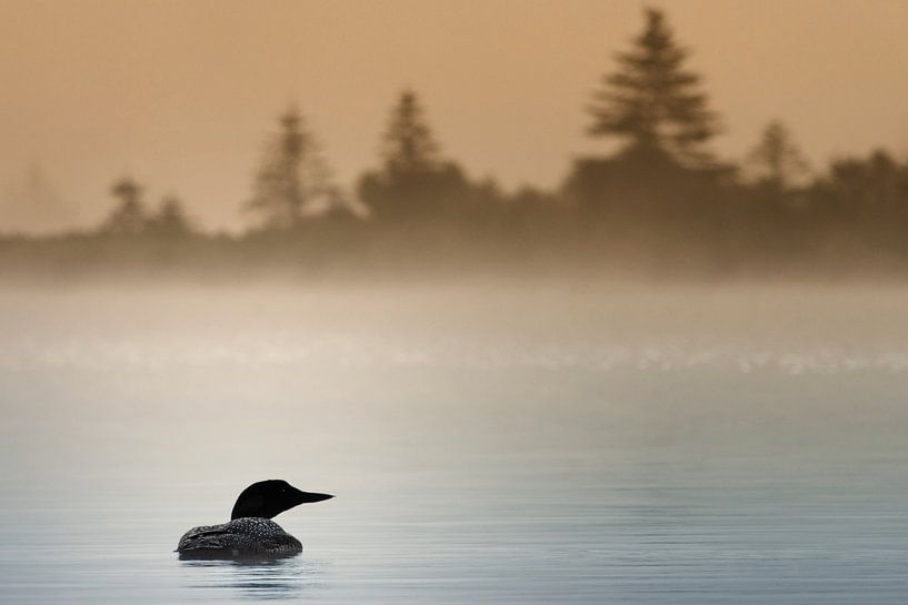 Plongeon Huard von Renald Bourque