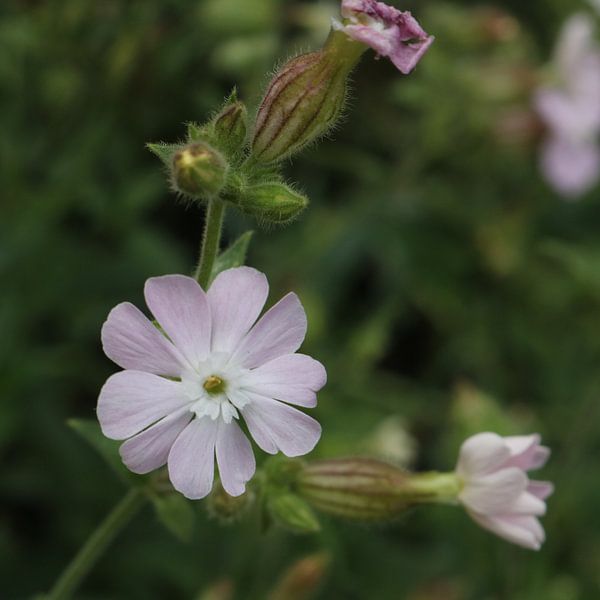 Lichtroze avondkoekoeksbloem van Elke Dag Een Foto