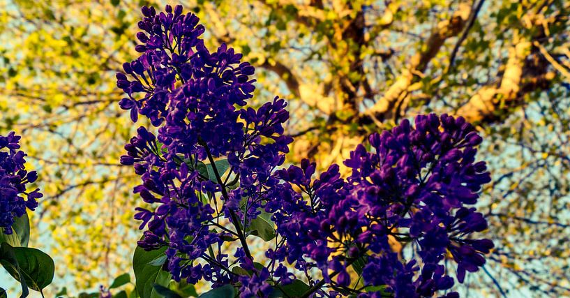 Paars bbauwe boemen by Jane Changart