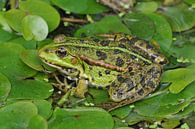 Groene kikker tussen groene waterplanten by Elles Rijsdijk thumbnail