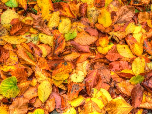Stilleven van herfstbladeren