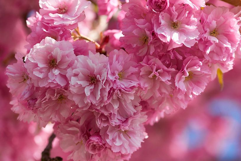 Cerisier ornemental japonais par Karin Jähne