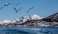 Seagulls in the Arctic van Photos by Ilse thumbnail
