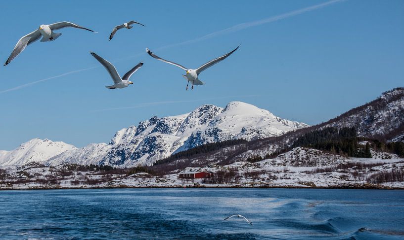 Seagulls in the Arctic van Photos by Ilse