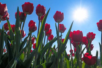 rode tulpen
