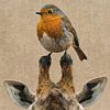Rouge-gorge et girafe sur Emiel de Lange