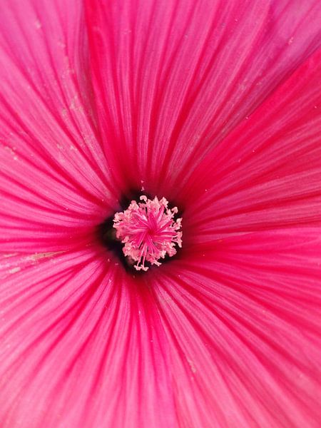Pink flower van Lotte Veldt