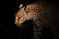 Leopard Siluette von Thomas Froemmel Miniaturansicht