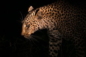 Leopard Siluette