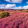 Bruyère en fleur sur le Posbank ( Herikhuizerveld ) près d'Arnhem sur Rob Kints