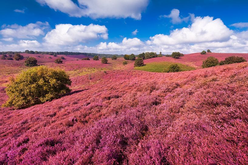 Blühendes Heidekraut auf der Posbank ( Herikhuizerveld ) bei Arnheim von Rob Kints