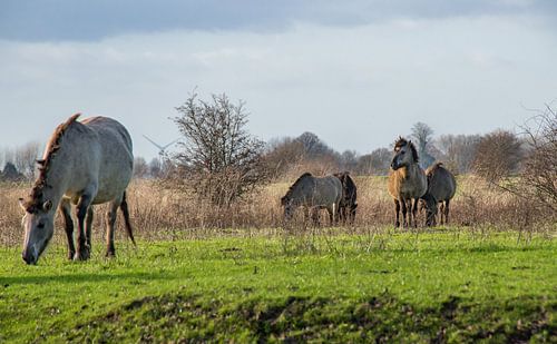 Konik paarden bij de Blaauwe kamer Wageningen 01