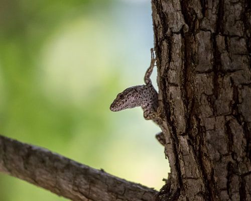Nahaufnahme einer Eidechse auf einem Baum