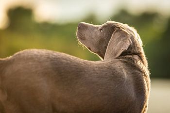 Zilveren labrador hond