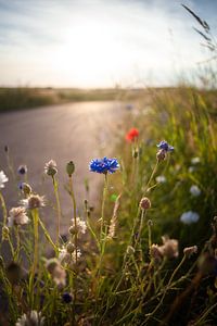 Bügelleuchte in blühenden Feldblumen
