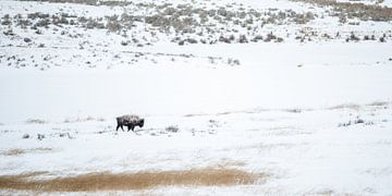 Bison in de sneeuw van Sjaak den Breeje
