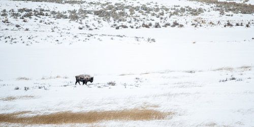 Bison dans la neige