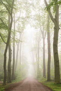 Spring green in the fog II by Laura Vink