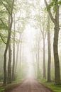 Spring green in the fog II by Laura Vink thumbnail
