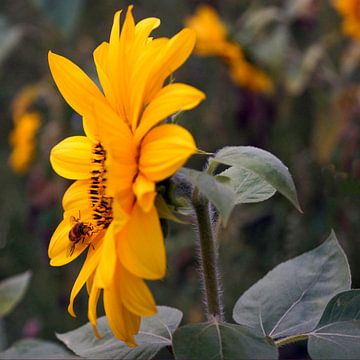 A busy bee by ticus media