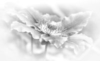 clematis in zwart/wit