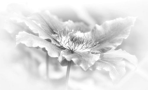 clematis in zwart/wit