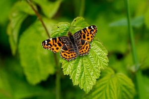 Oranje landkaart vlinder op een blad