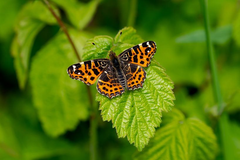 Orange map butterfly on a leaf by Kristof Leffelaer