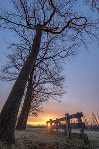 Boerenhek bij bomen sur Moetwil en van Dijk - Fotografie