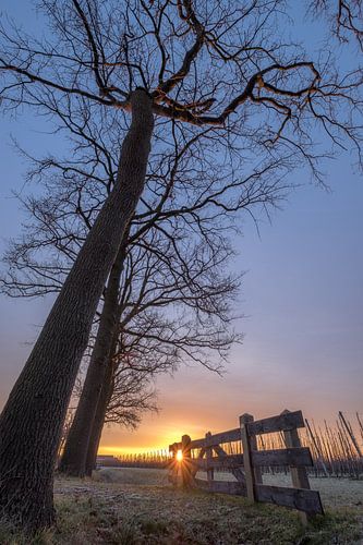 Boerenhek bij bomen