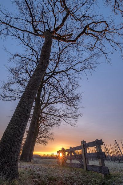 Boerenhek bij bomen by Moetwil en van Dijk - Fotografie