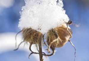 Morning Glory Samenkapsel mit Schnee