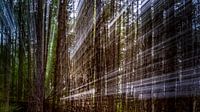 Strahlender Wald von Cathy Roels Miniaturansicht