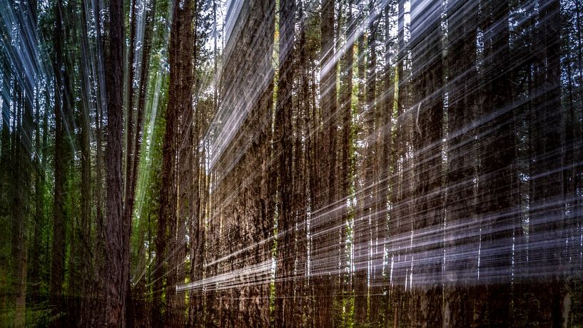 Strahlender Wald von Cathy Roels