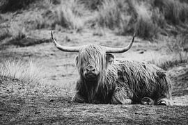 Scottish Highland by Hans Lunenburg